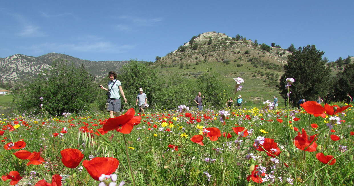 Spring flowers in North Cyprus